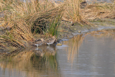 Watersnip / Common Snipe (Oelemars)