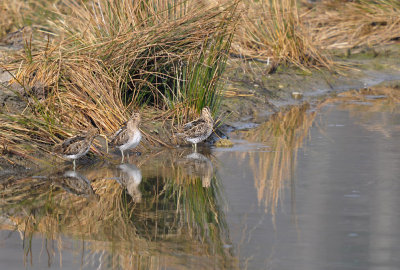 Watersnip / Common Snipe (Oelemars)