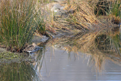 Watersnip / Common Snipe (Oelemars)