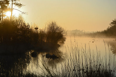 Haaksbergerveen in het ochtendlicht/Haaksbergerveen in the morninglight.