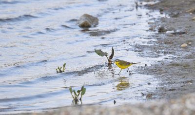 Gele Kwikstaart / Blue-headed Wagtail (Oelemars)