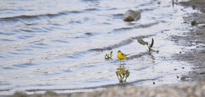 Gele Kwikstaart / Blue-headed Wagtail (Oelemars)