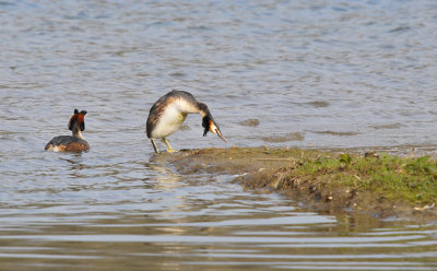 Fuut / Great Crested Grebe (Oelemars)