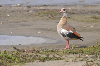 Nijlgans / Egyptian Goose (Oelemars)