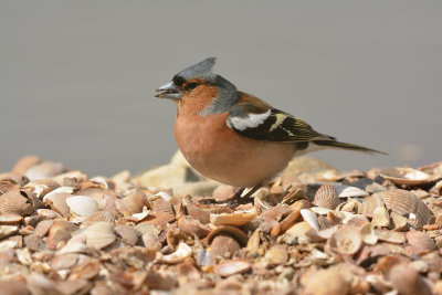 Vink / Finch (Hof van Twente)