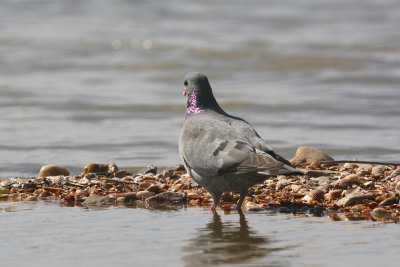 Holenduif / Stock Dove (HBN-hut 6)