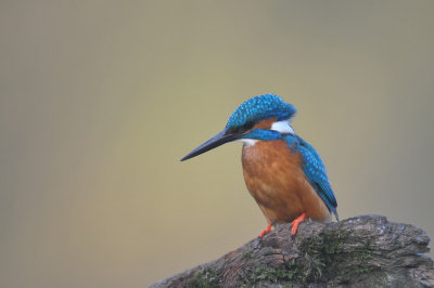 Ijsvogel / Common Kingfisher (Hof van Twente)