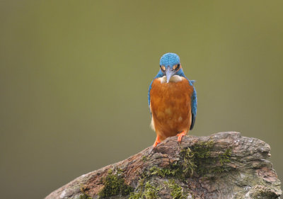 Ijsvogel / Common Kingfisher (Hof van Twente)