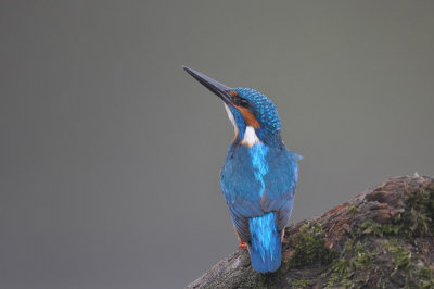 Ijsvogel / Common Kingfisher (Hof van Twente)