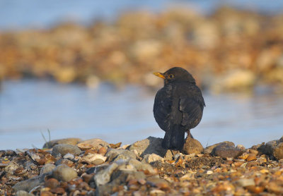Merel / Common Blackbird (HBN-hut 6)