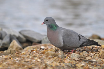 Holenduif / Stock Dove (HBN-hut 6)