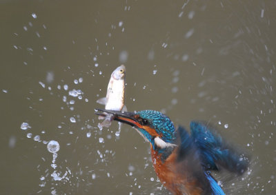 Ijsvogel / Common Kingfisher (Hof van Twente)