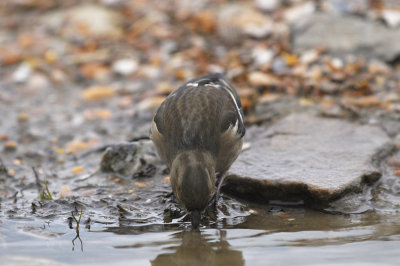 Vink / Finch (Hof van Twente)