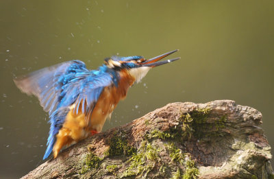 Ijsvogel / Common Kingfisher (Hof van Twente)