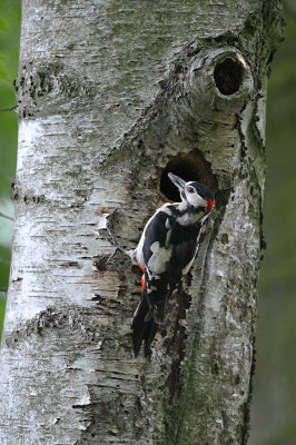GBSpecht - Great Spotted Woodpecker (Hengelo - Hasseler Es)