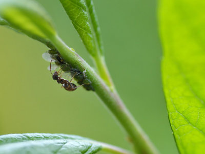 Mier (Hengelo - eigen tuin)