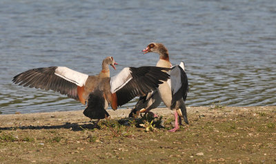 Nijlgans / Egyptian Goose (Oelemars Losser)