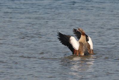 Nijlgans / Egyptian Goose (Oelemars Losser)