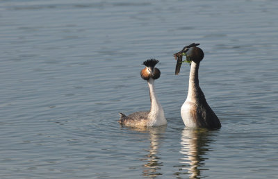 Fuut / Great Crested Grebe (Oelemars Losser)