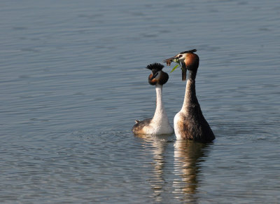 Fuut / Great Crested Grebe (Oelemars Losser)