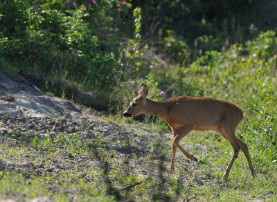 Ree / Roedeer (Oelemars Losser)