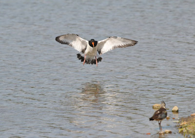 Scholekster / Eurasian Oystercatcher(Oelemars Losser)