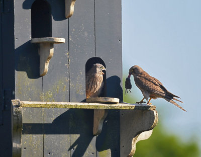 Torenvalk / Common Kestrel (Steenwijk)