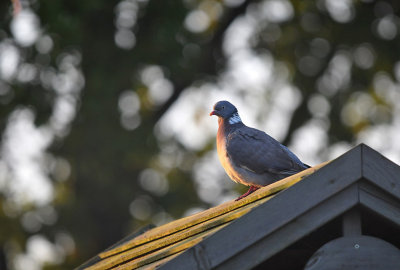 Houtduif / Common Wood Pigeon (Steenwijk)
