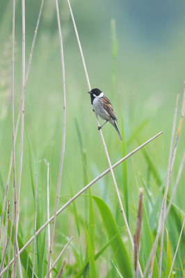 Rietgors / Common Reed Bunting (Steenwijk)