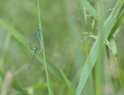 DSC_9789 (Weerribben)