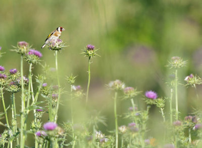 Putter / European Goldfinch