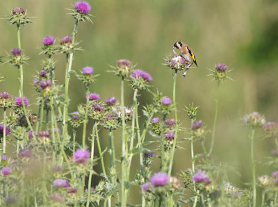 Putter / European Goldfinch