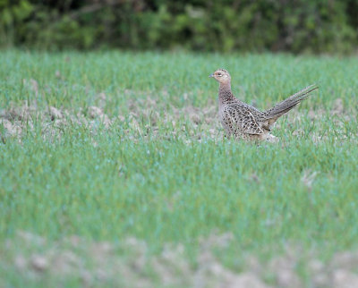 Fazant / Common Pheasant