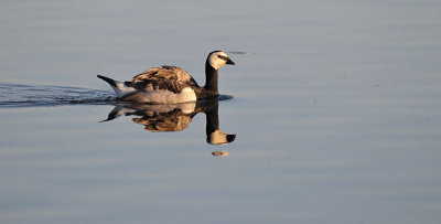 Brandgans / Barnacle Goose (de Starrevaart)