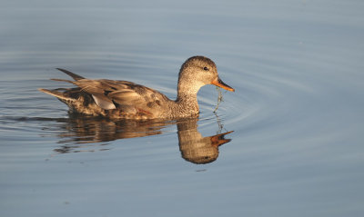 Smient / Eurasian Wigeon (de Starrevaart)