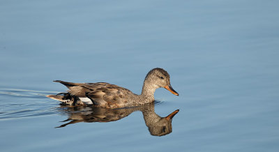 Smient / Eurasian Wigeon (de Starrevaart)