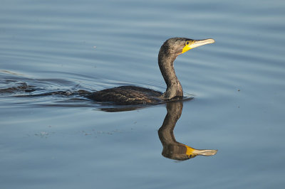 Aalscholver / Great Cormorant (de Starrevaart)