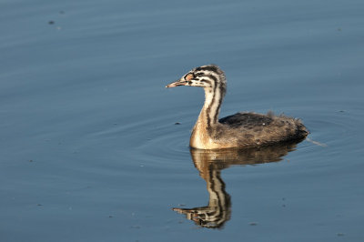 Fuut / Great Crested Grebe (de Starrevaart)
