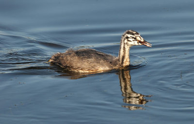 Fuut / Great Crested Grebe (de Starrevaart)