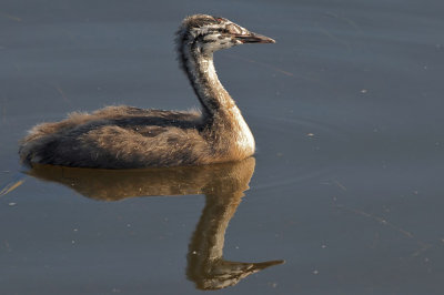 Fuut / Great Crested Grebe (de Starrevaart)