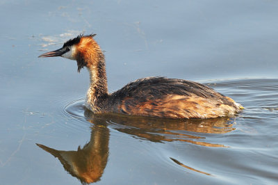 Fuut / Great Crested Grebe (de Starrevaart)