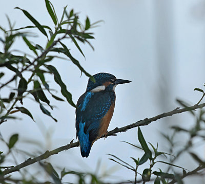 Ijsvogel / Common Kingfisher (de Starrevaart)