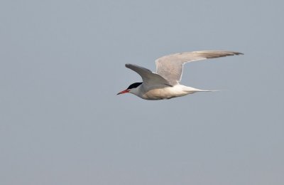 Visdief / Common Tern (de Starrevaart)
