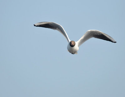 Kokmeeuw / Black Headed Gull (de Starrevaart)