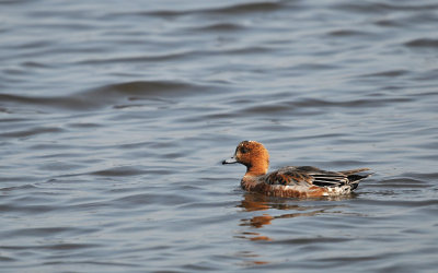 Smient / Eurasian Wigeon (de Starrevaart)