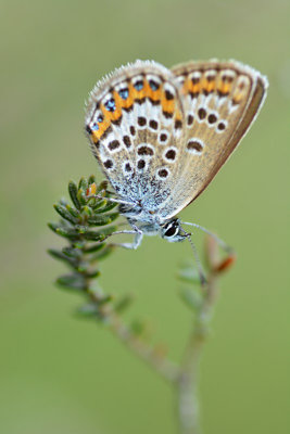 Heideblauwtje(Boetelerveld - Raalte)