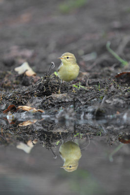 Fitis / Willow Warbler (HBN-hut Lemele)