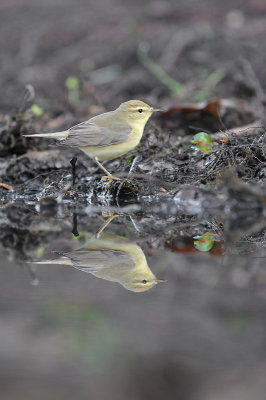 Fitis / Willow Warbler (HBN-hut Lemele)