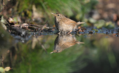 Winterkoning / Winter Wren (HBN-hut Lemele)