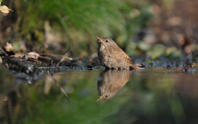 Winterkoning / Winter Wren (HBN-hut Lemele)